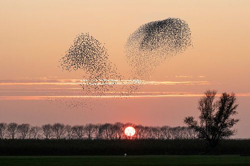 Spreeuwenzwermen tegen ondergaande zon