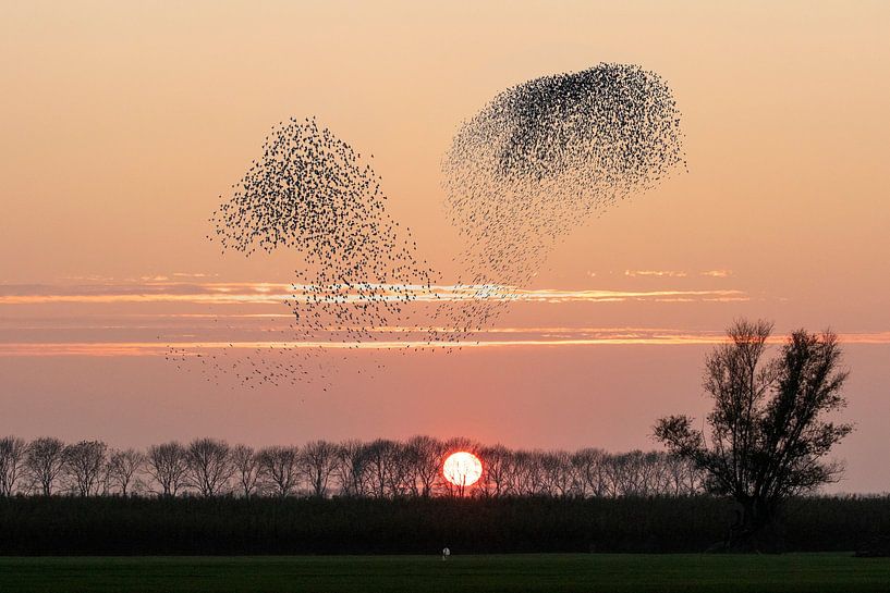 Starling swarms against setting sun by Michelle Peeters