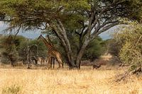 Giraffes under the tree