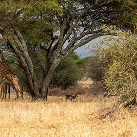 Giraffen unter dem Baum von Sjaak Kooijman