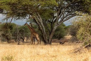 Giraffen onder de boom