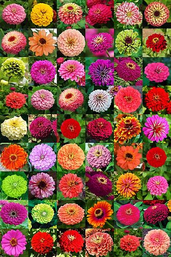 Zinnia Floral Collage