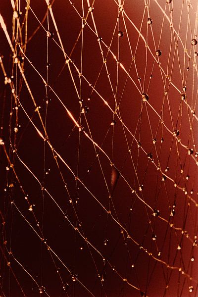 Summer Drops by Claudia Glansbeek