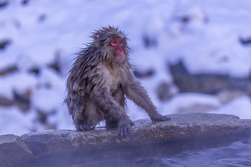 Japanese Snow Monkeys