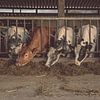 Kühe beim Fressen im Stall von Tonny Verhulst