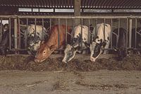 Vaches mangeant dans l'étable