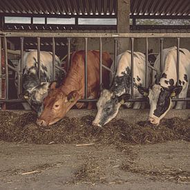 Cows eating in the barn by Tonny Verhulst