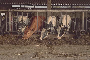 Koeien aan het eten in de stal
