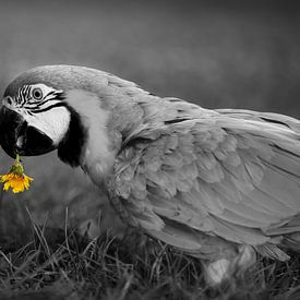 Papegaai is dol op paardenbloem van T de Smit