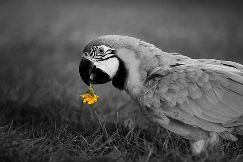 Papegaai is dol op paardenbloem