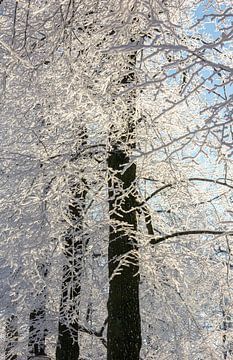 Bomen in winter, Nederland van Adelheid Smitt