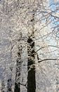 Bomen in winter, Nederland van Adelheid Smitt thumbnail
