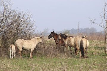 Konik-Pferde