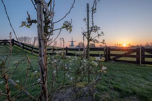 Obstbäume in der Windmühle De Vlinder