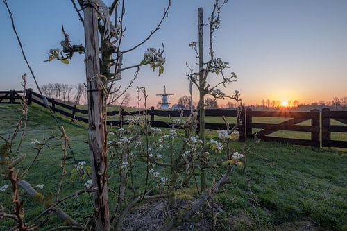 Fruitbomen bij molen De Vlinder