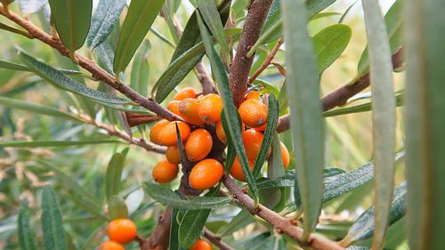 Ripe sea buckthorn berries