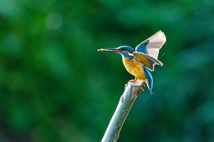 Der Eisvogel beim Fischfang