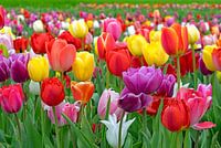 Tulpenfeld