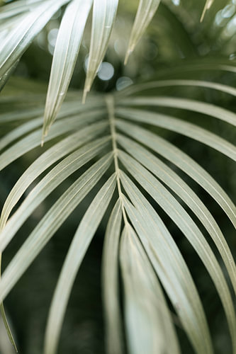 Gold palm leaves | travel photography print | India