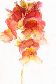 Snapdragon in ice 1 by Marc Heiligenstein
