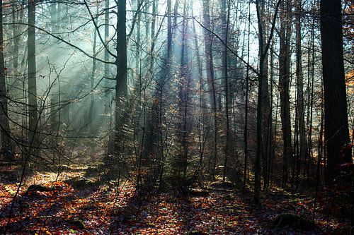 Licht door de bomen