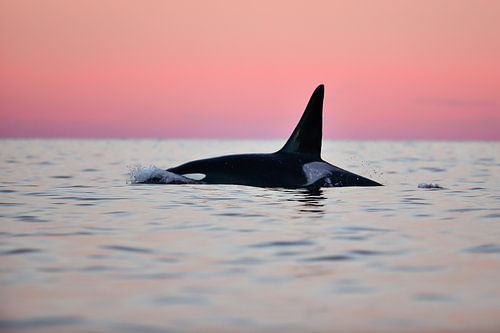 Black fin, pink sky by Koen Hoekemeijer