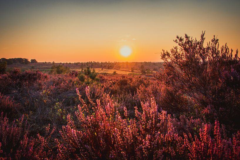 Sonnenuntergang auf einem Feld voller Heideflächen von Stedom Fotografie