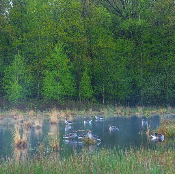 Strubben-Kniphorst-Wald - Drentsche Aa (Niederlande) von Marcel Kerdijk