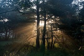 Dageraad von Petra De Wit