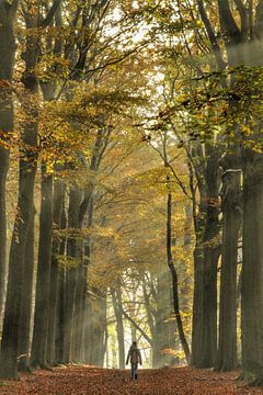 Through the beautiful avenue of trees on the way to.... by Sabina Meerman