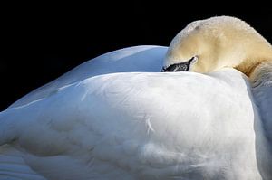 slapende stomme zwaan (Cygnus olor) zet zijn hoofd onder de vleugels, kopieer ruimte, geselecteerde 
