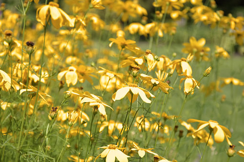 Sunbeams in Bloom III – Coreopsis verticillata