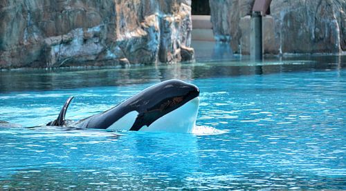 Orca Kiska in Canada