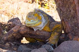 Iguana on branch by Hanneke Bantje