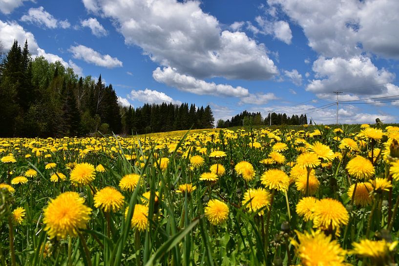 A field of dandelions in spring by Claude Laprise