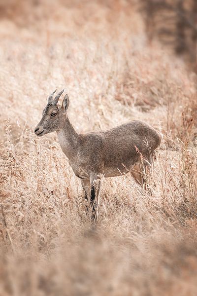 Capricorn in Soft Light Elegance in Dry Grass by Femke Ketelaar