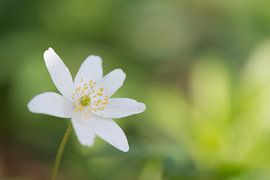 Wit in groen by Marcel  van Rooijen
