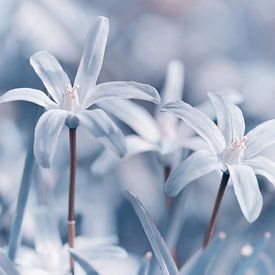 jacinthes étoilées sur Violetta Honkisz