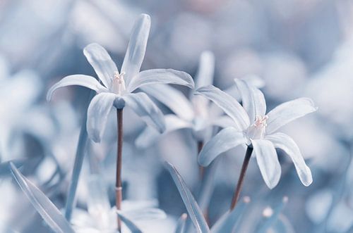 Sternhyazinthen von Violetta Honkisz