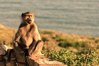 Pavian am Cape Point