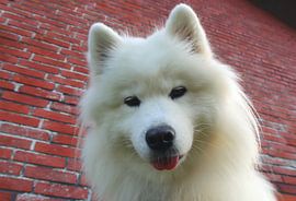 Samojede von Bo Valentino