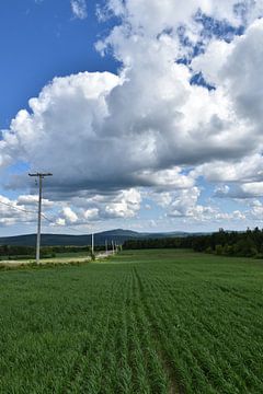 An oat field in spring by Claude Laprise