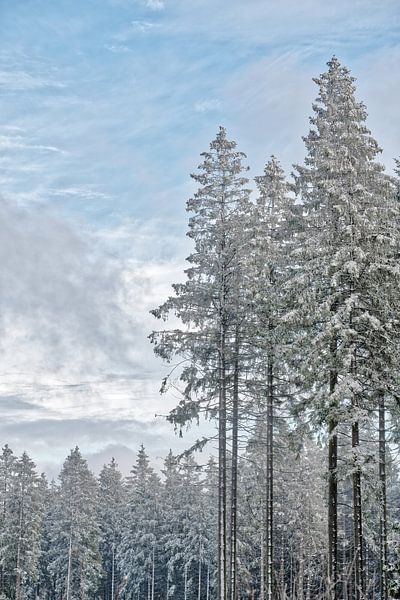 Winterwald von Rik Verslype