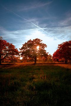 Forêt d'automne sur Pixel4ormer