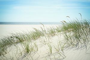 Amrum - une dune dans le vent d'été