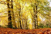 Beech forest in autumn