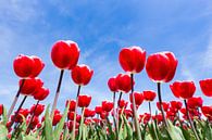 Red tulips field from below with blue sky by Ben Schonewille thumbnail