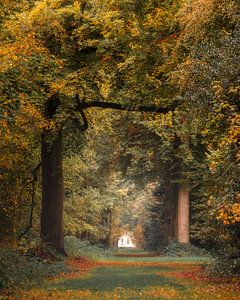 Een explosie van herfstkleuren in het Slochterbos.