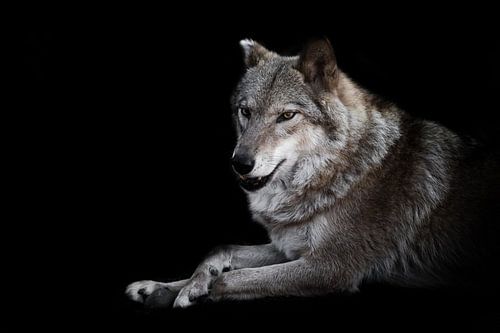 Interested gaze jaws ajar. she-wolf female lies beautifully on the ground, imposingly lies. Powerful