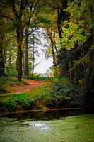 Aussicht auf den Wald
